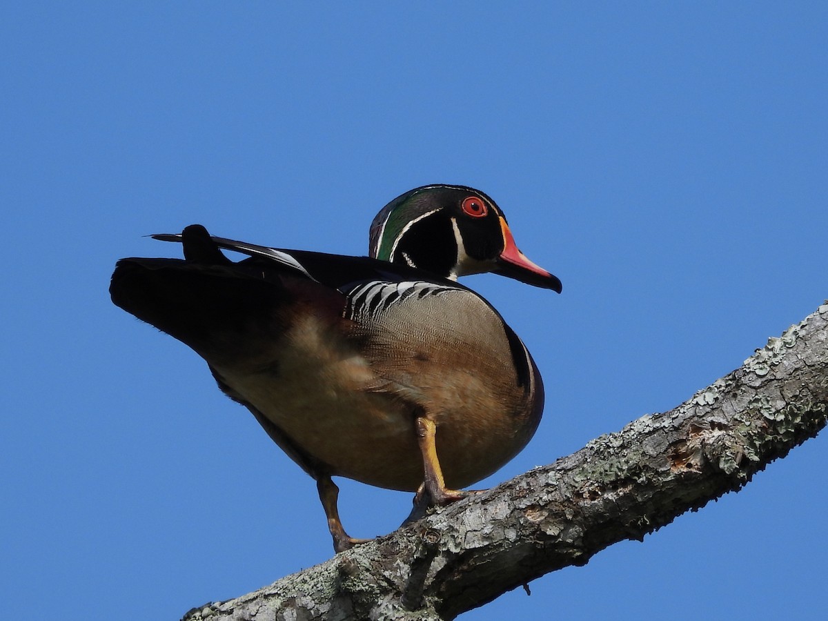 Wood Duck - ML566568661