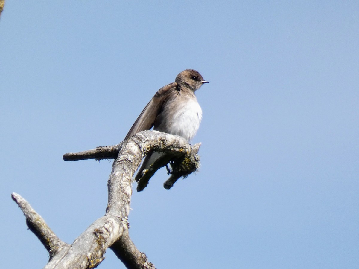 Northern Rough-winged Swallow - Anne Buckley