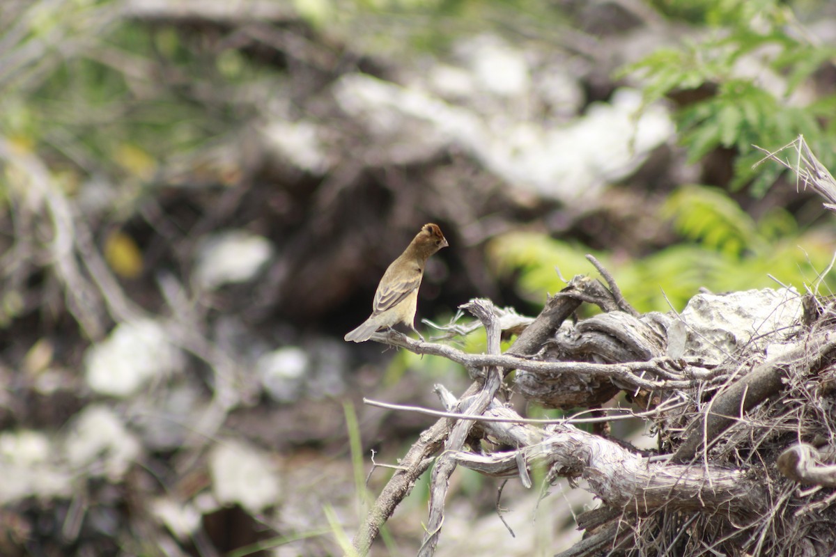 Blue Grosbeak - ML566569041