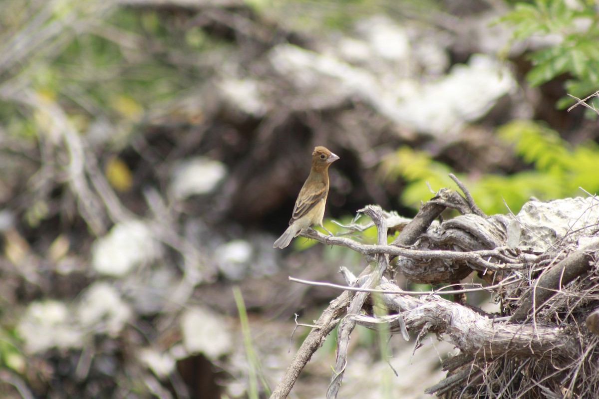 Blue Grosbeak - ML566569051