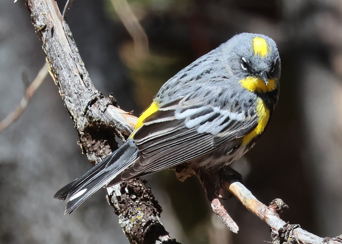 Yellow-rumped Warbler (Audubon's) - ML566569091