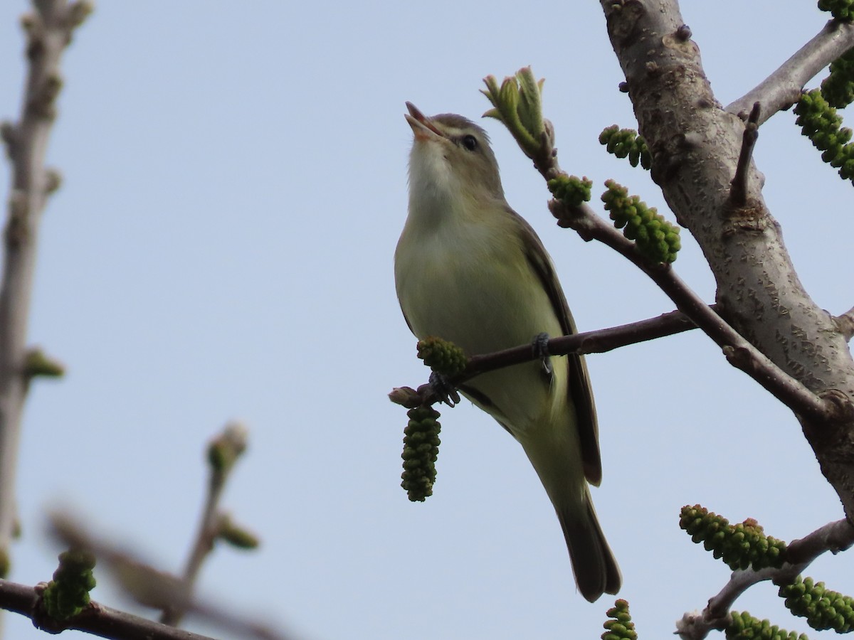 Warbling Vireo - ML566570551