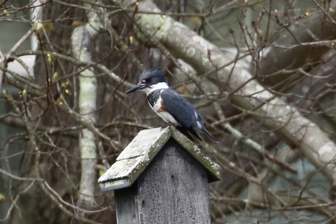 Belted Kingfisher - ML566570841