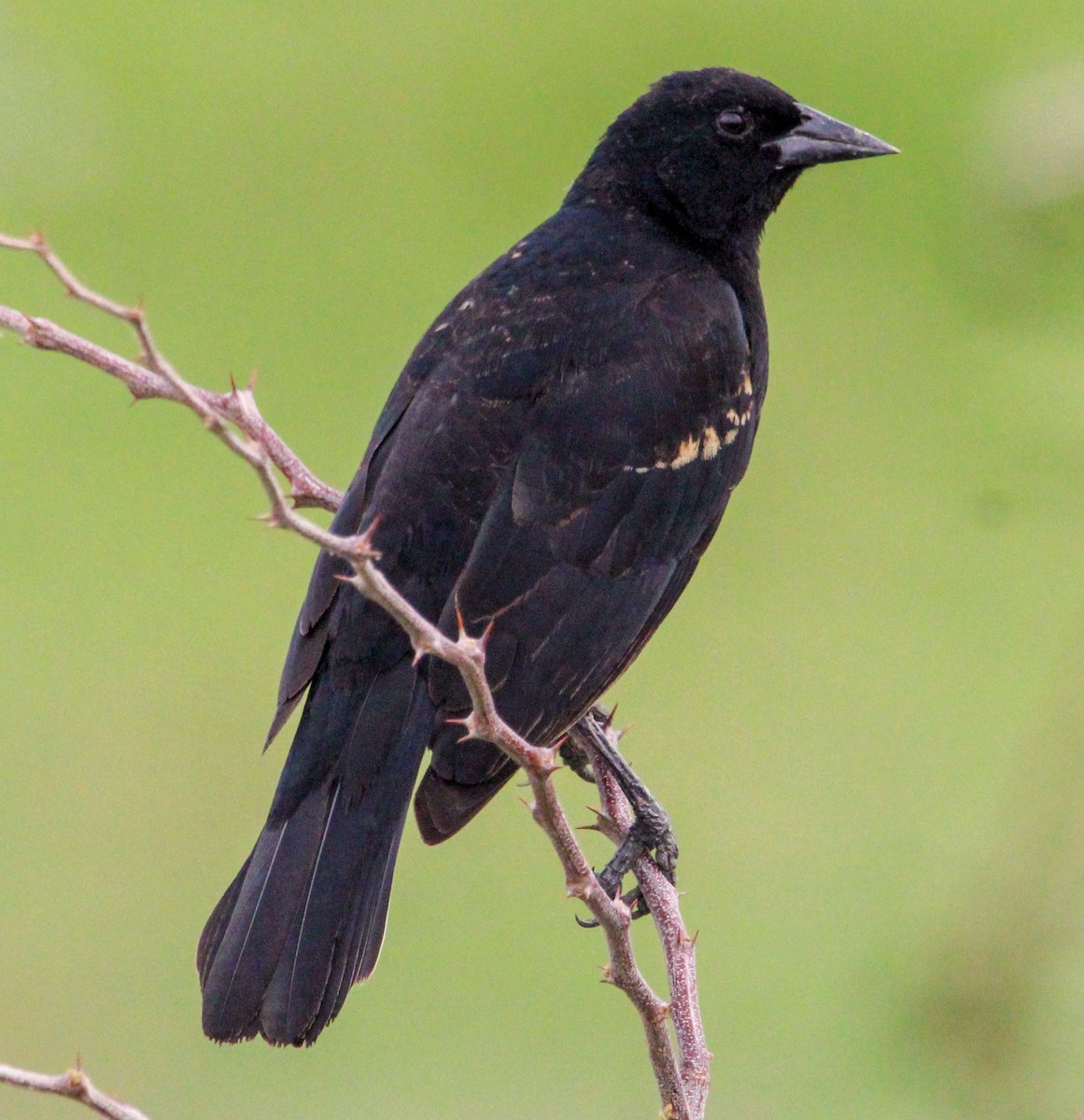 Red-winged Blackbird - Jeffrey McCrary