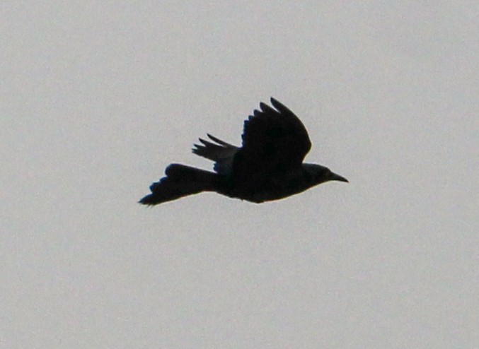 Nicaraguan Grackle - Jeffrey McCrary