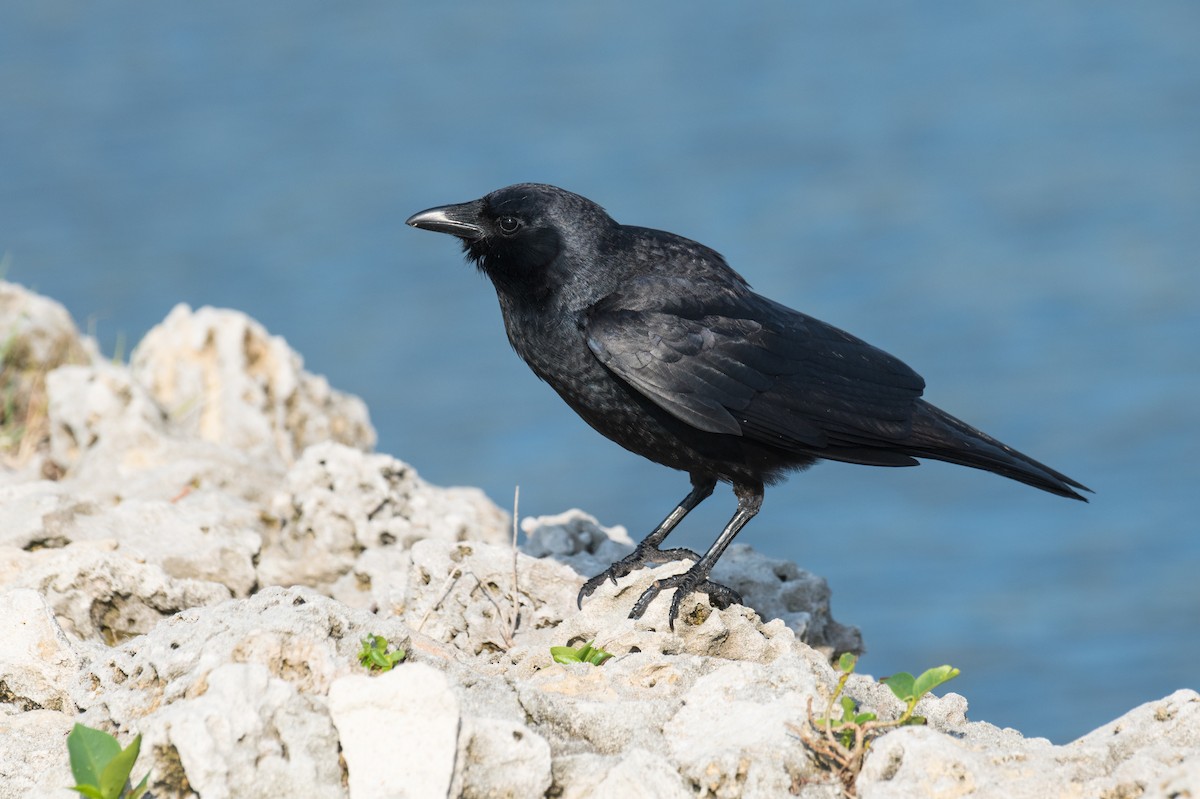 Fish Crow - ML566574361