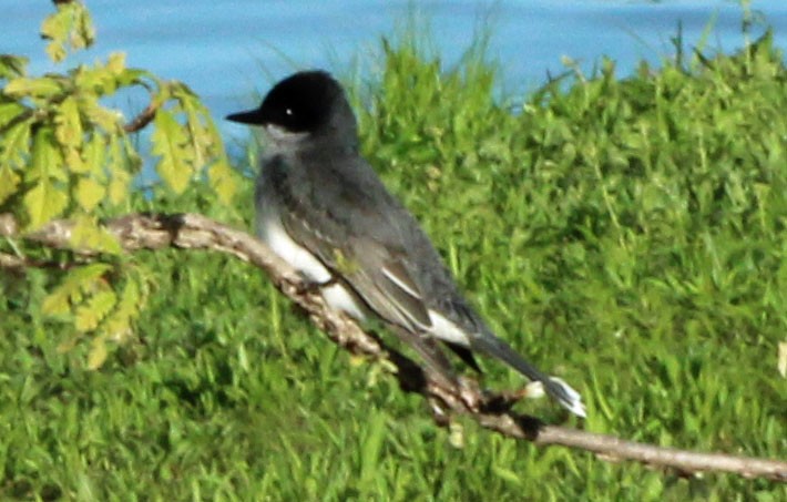 Eastern Kingbird - TOM HALFEN