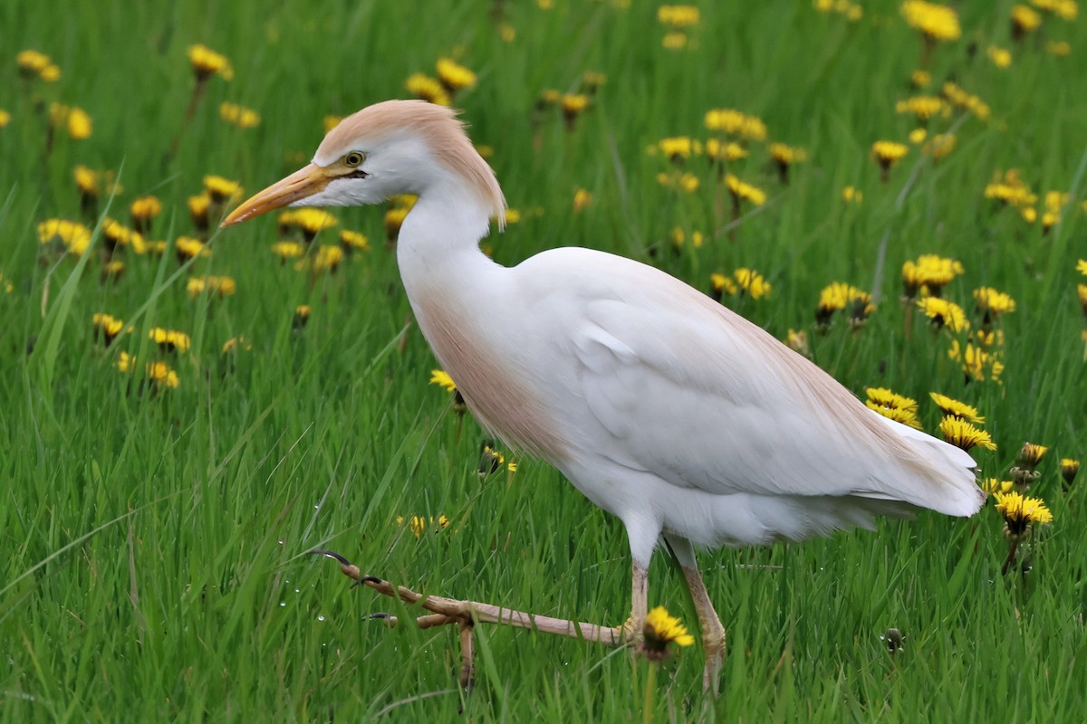 Western Cattle Egret - ML566576191