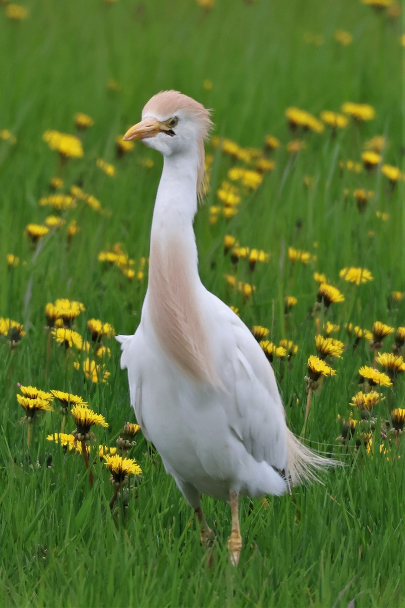 Western Cattle Egret - ML566576381