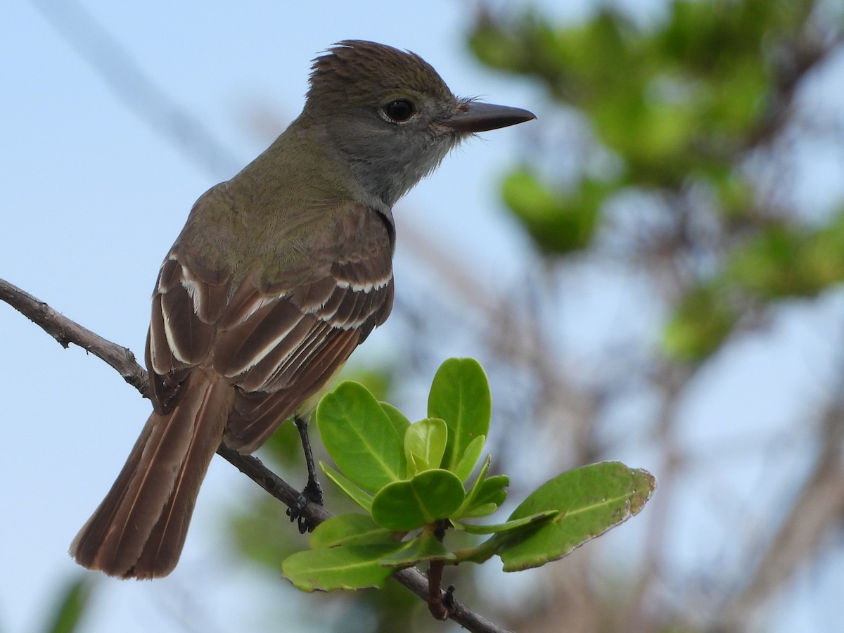 Great Crested Flycatcher - ML566577471