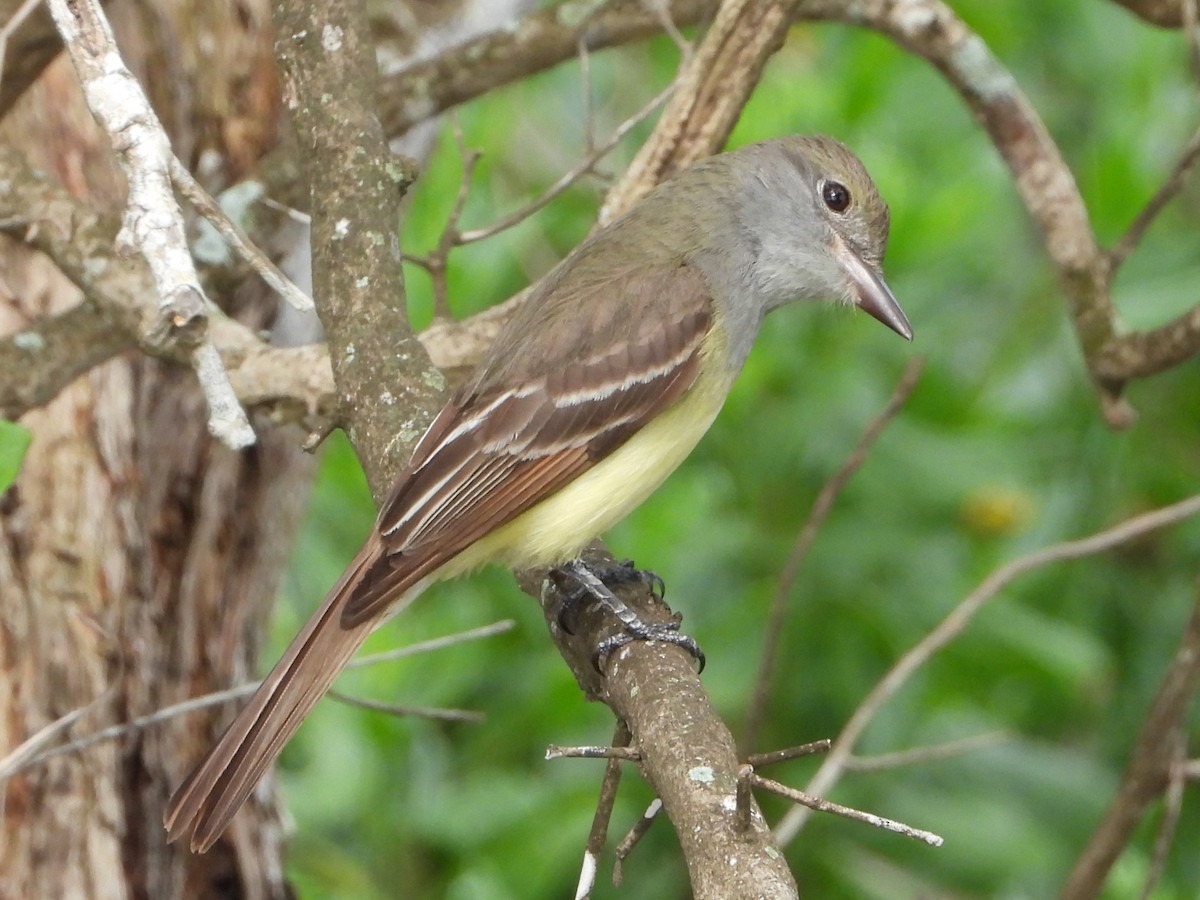 Great Crested Flycatcher - ML566577481