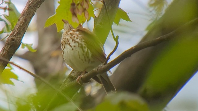 Wood Thrush - ML566578751