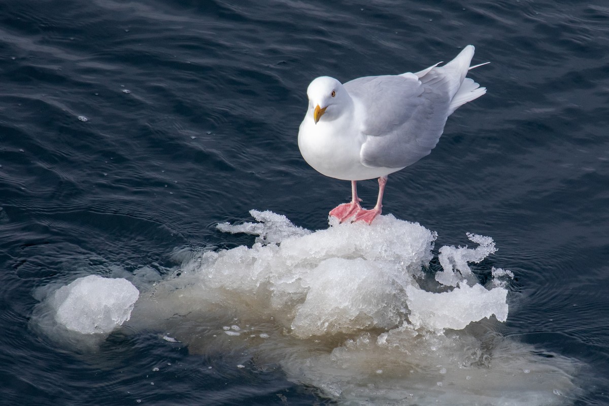 Glaucous Gull - ML566580491