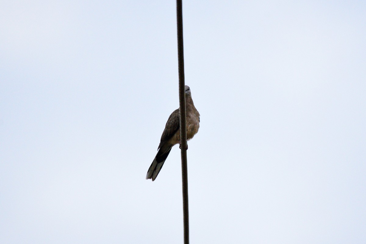 Spotted Dove - Ken Crawley