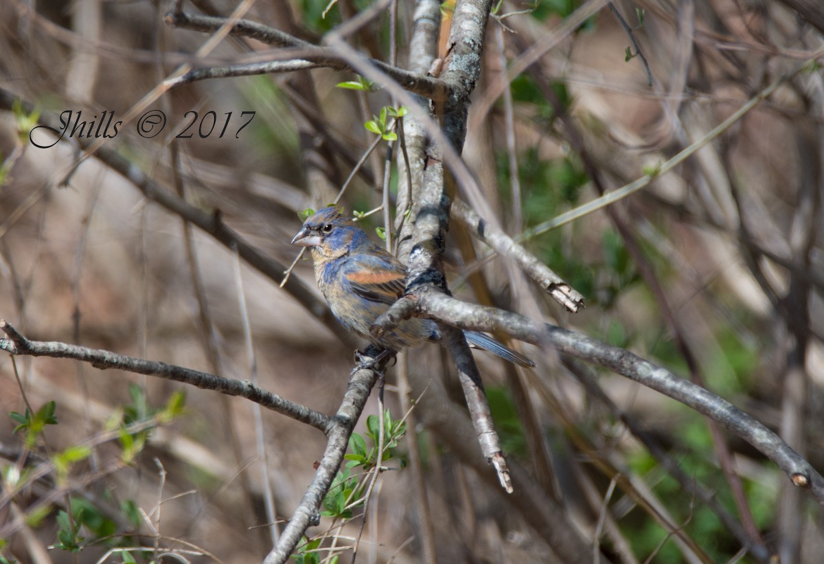 Guiraca bleu - ML56658231