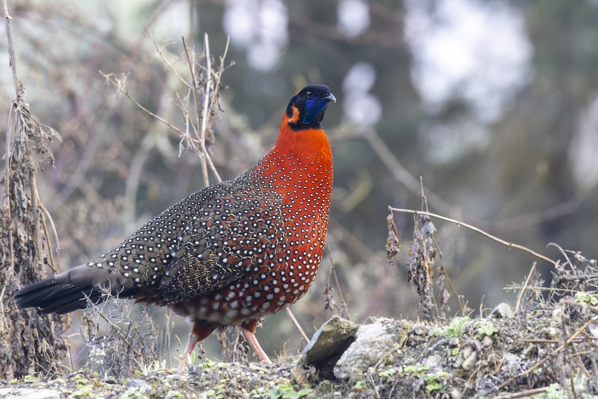 Satyr Tragopan - Bradley Hacker 🦜