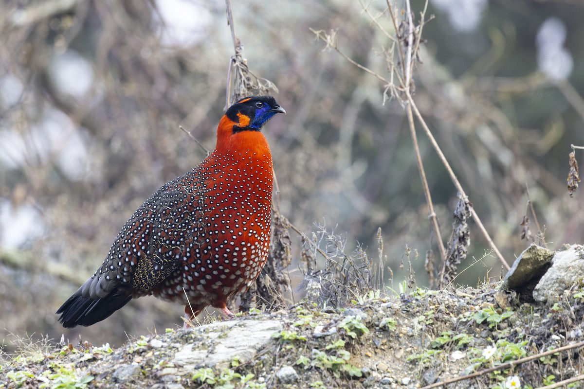 Tragopan satyre - ML566582361