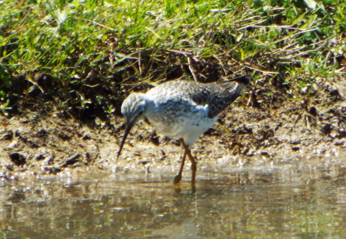 Lesser Yellowlegs - ML566582411
