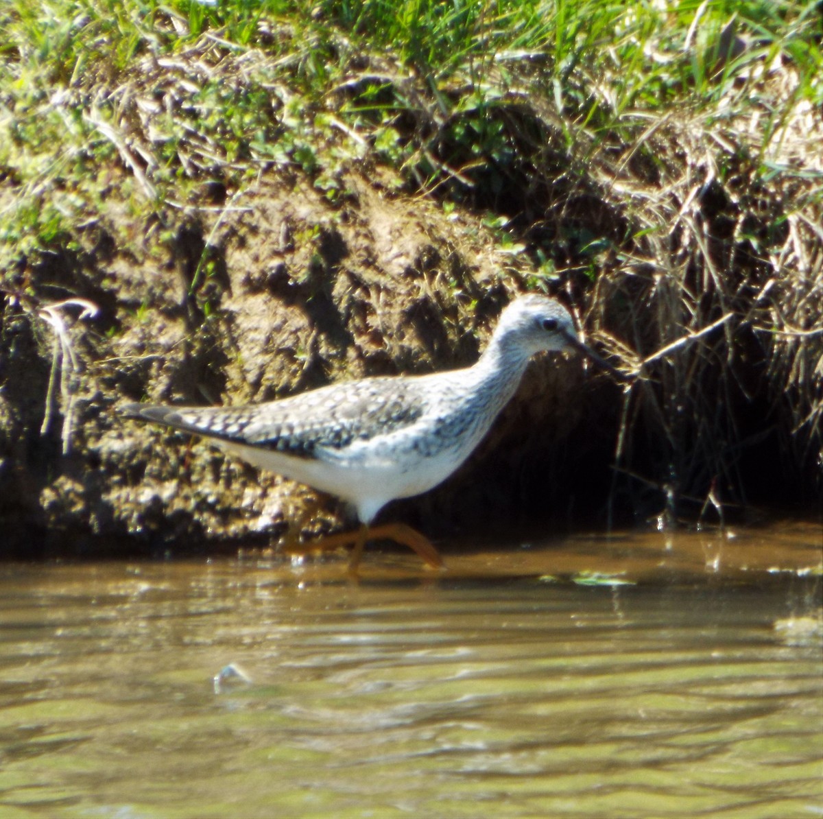 Lesser Yellowlegs - ML566582421