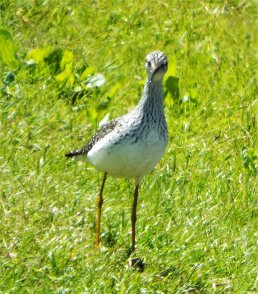 Lesser Yellowlegs - ML566582431
