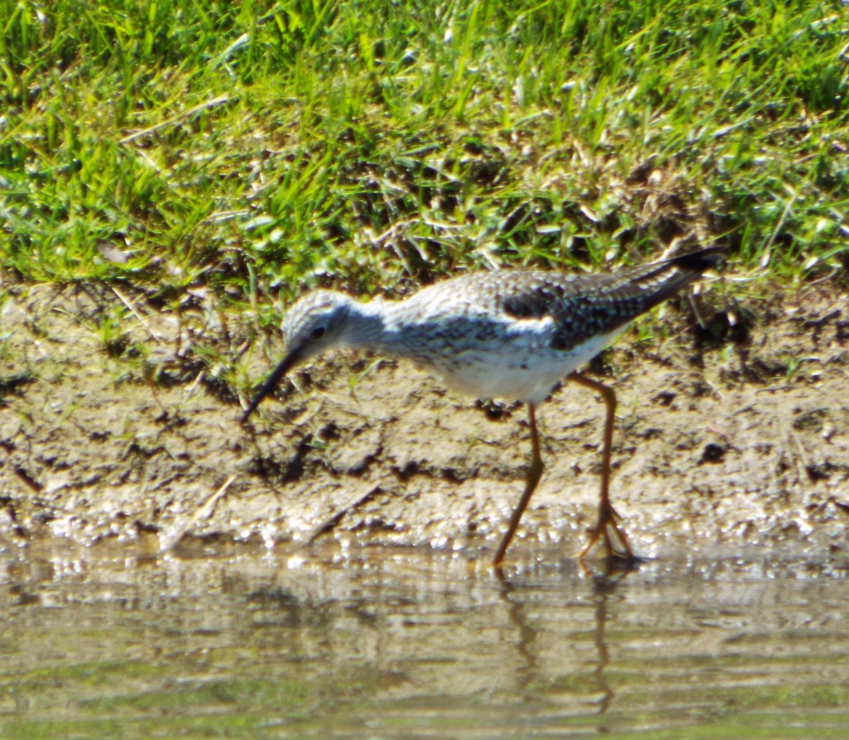 Lesser Yellowlegs - ML566582441