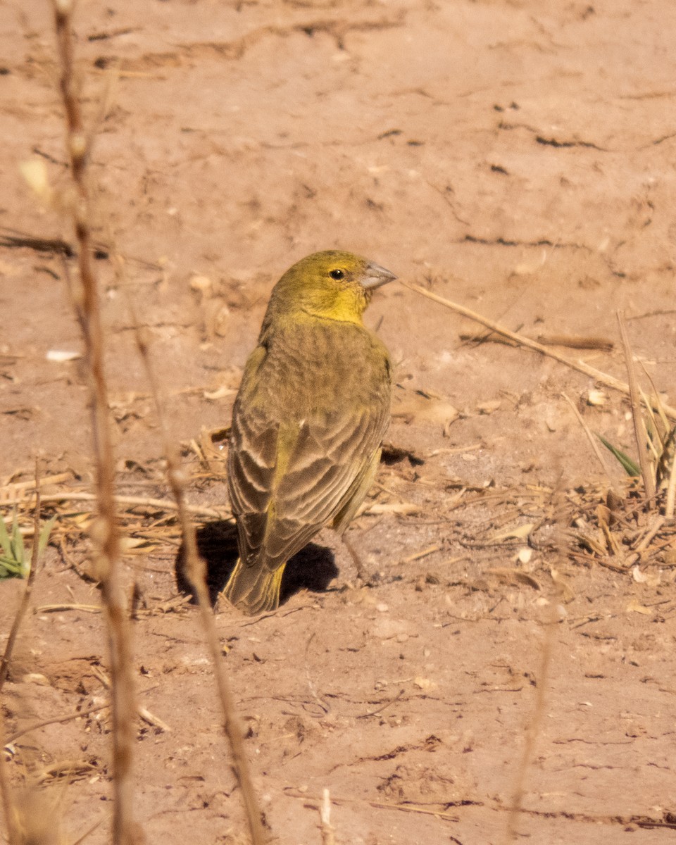 Greenish Yellow-Finch - ML566582491