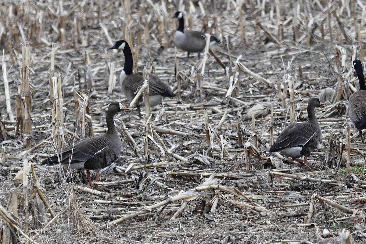 Greater White-fronted Goose - ML566583511