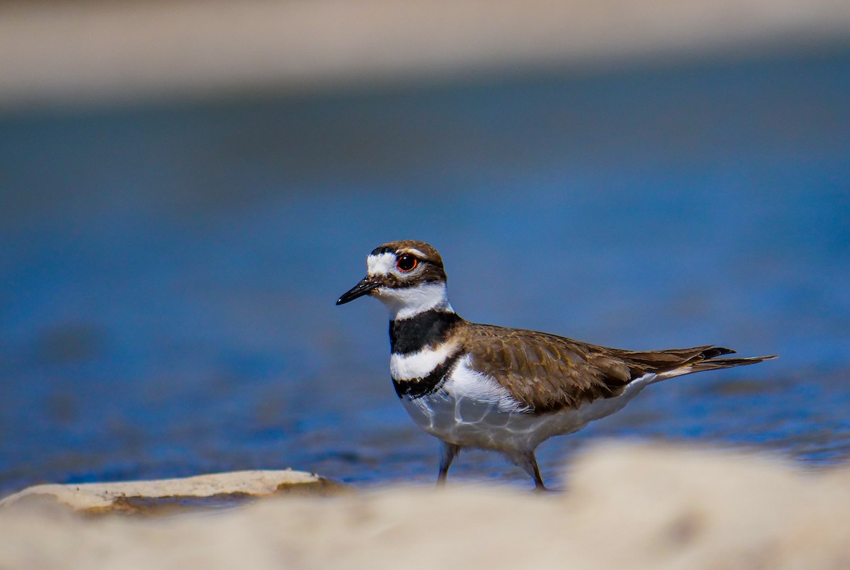 Killdeer - ML566584631