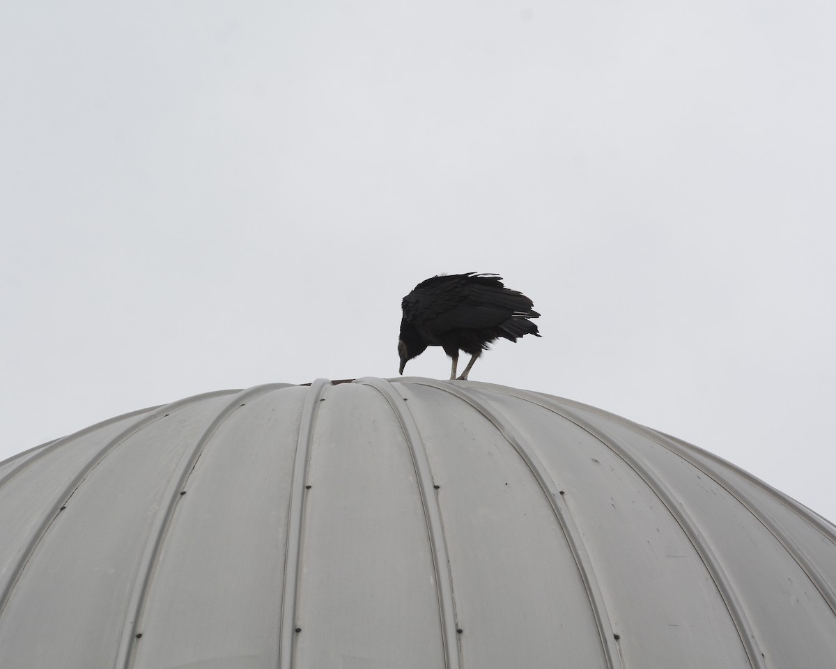 Black Vulture - ML566584711