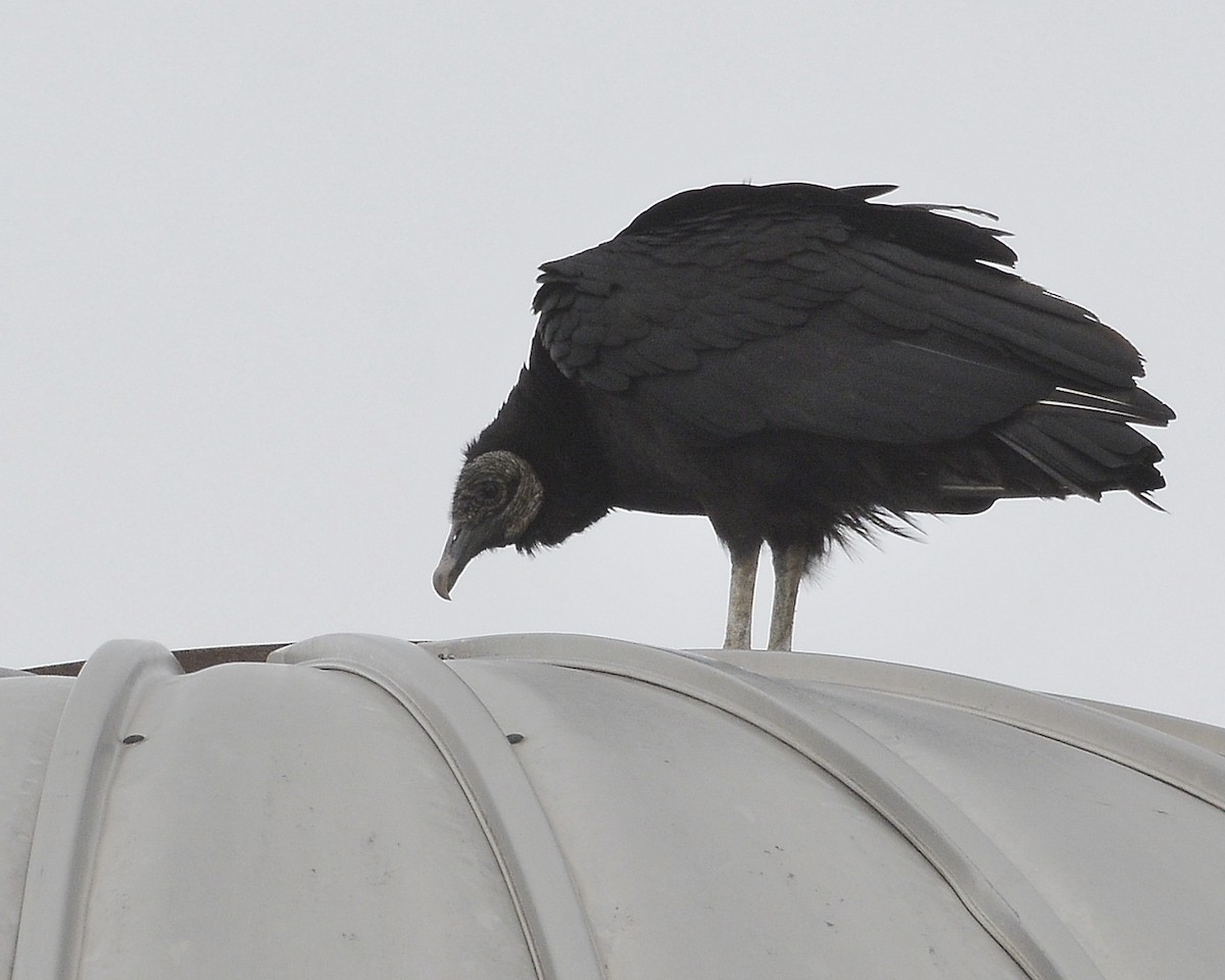 Black Vulture - ML566584841