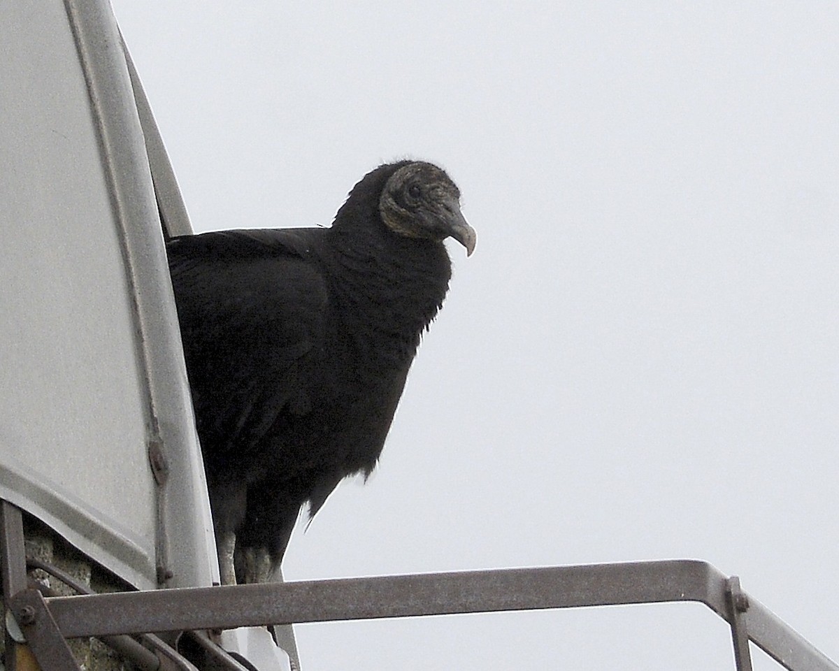 Black Vulture - ML566584901