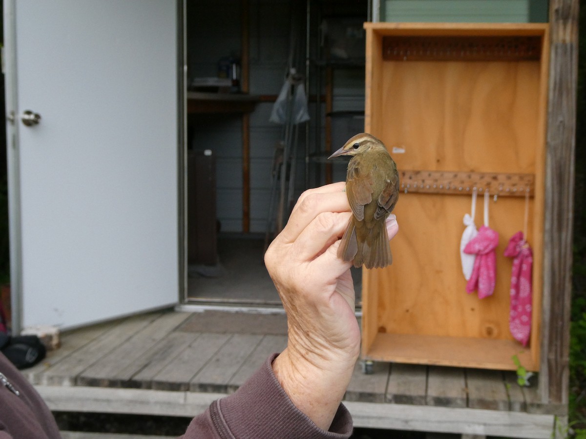 Swainson's Warbler - ML566585661