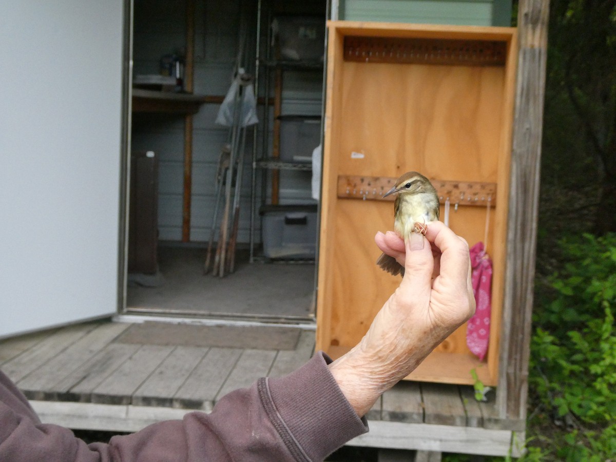Swainson's Warbler - ML566585671