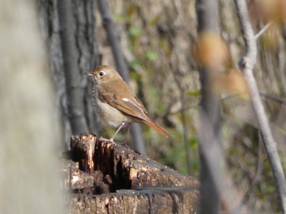 Hermit Thrush - ML566585871