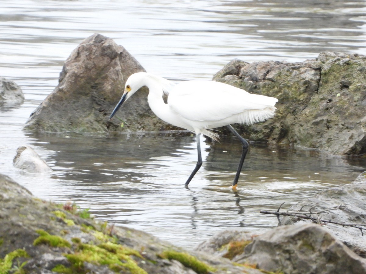 Snowy Egret - ML566586141