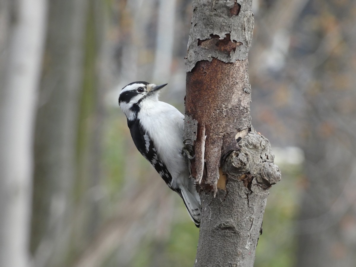 Downy Woodpecker - ML566586191