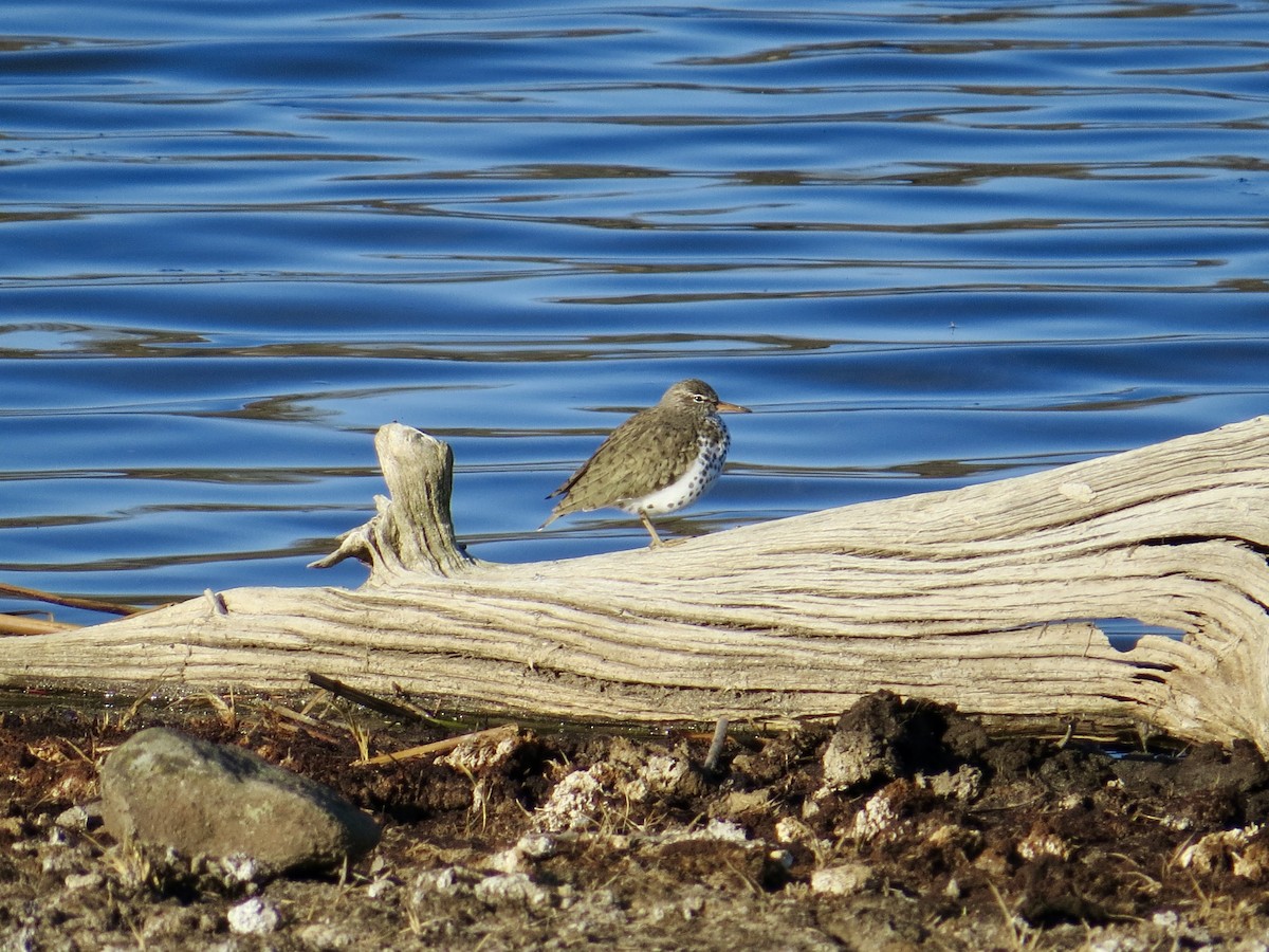 Spotted Sandpiper - Sandy Proulx