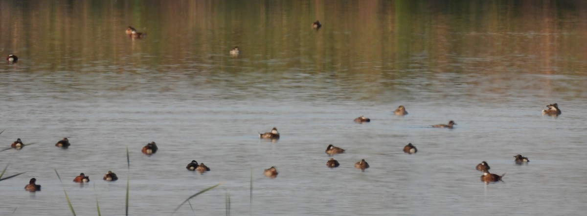 Ruddy Duck - ML566586671