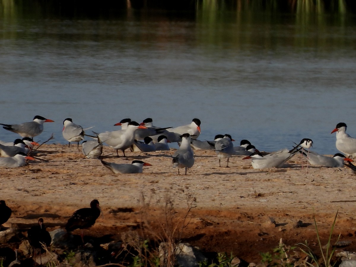 Caspian Tern - ML566588531