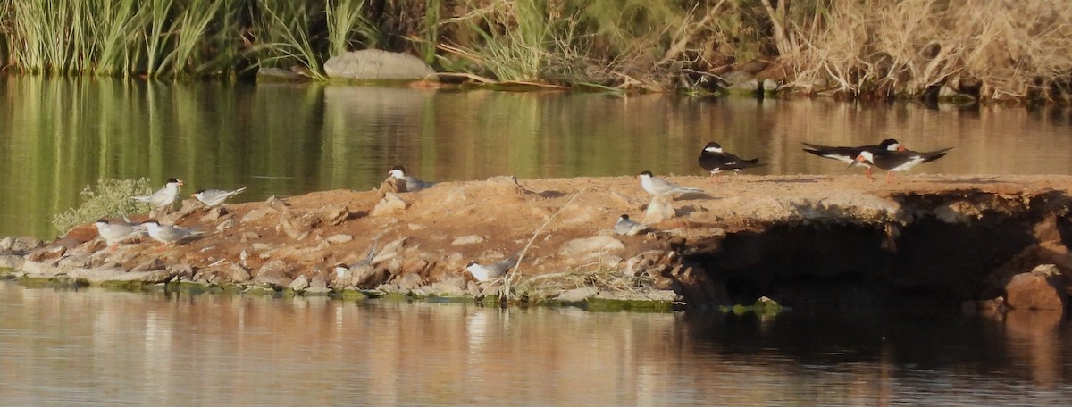 Black Skimmer - ML566588851