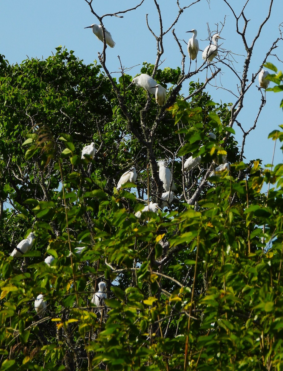 Snowy Egret - ML566589441