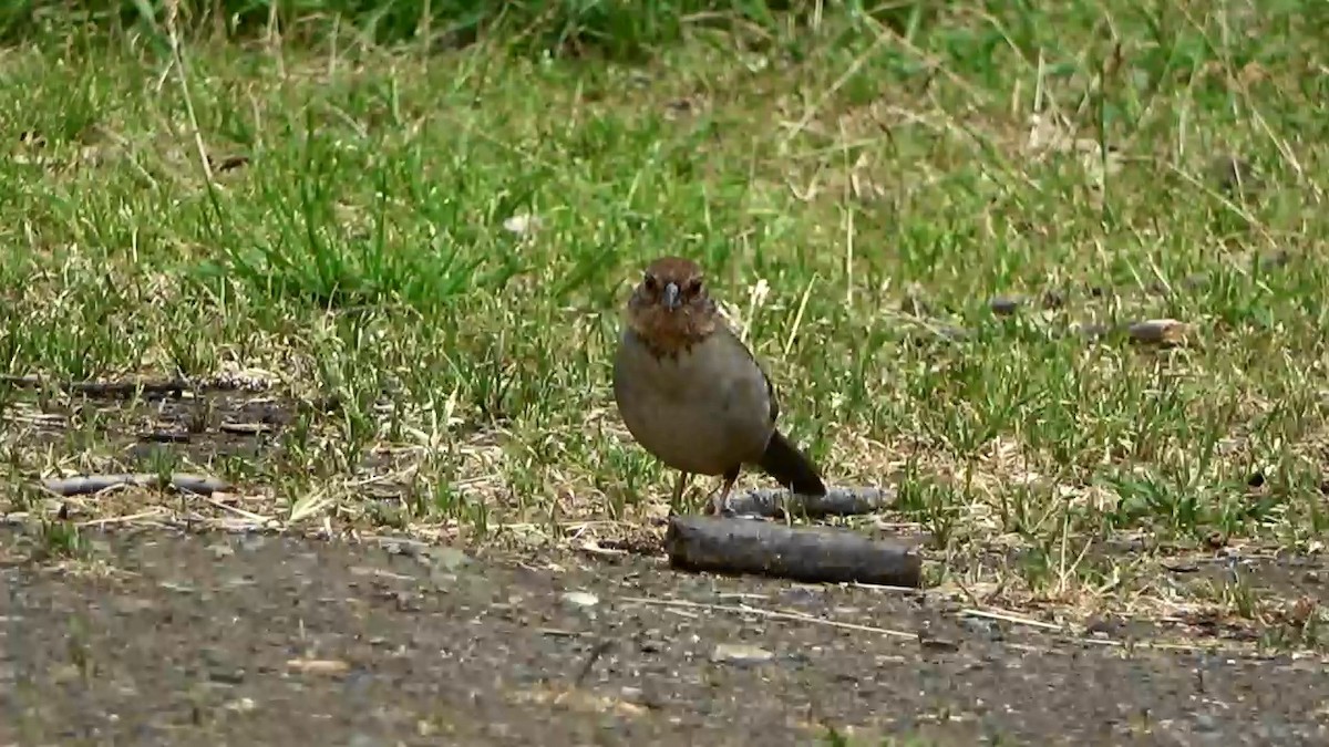 California Towhee - ML566589471