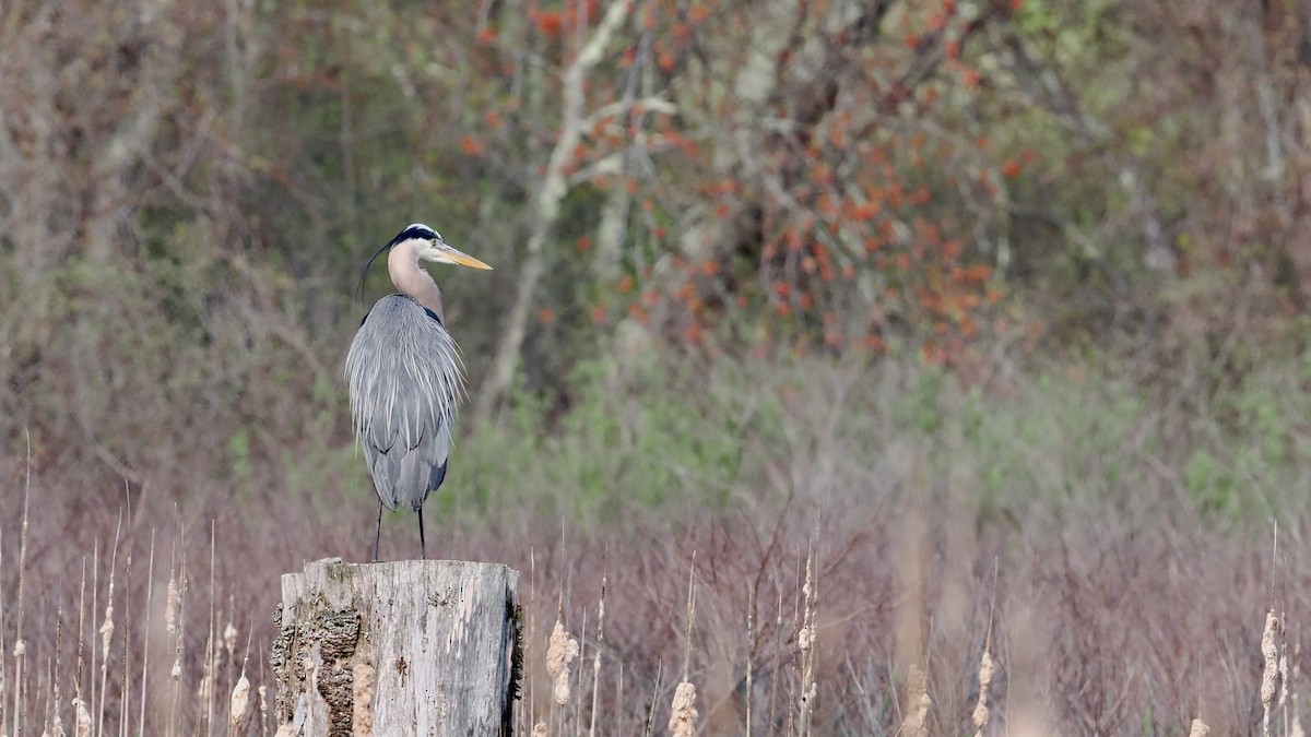 Great Blue Heron - ML566591211