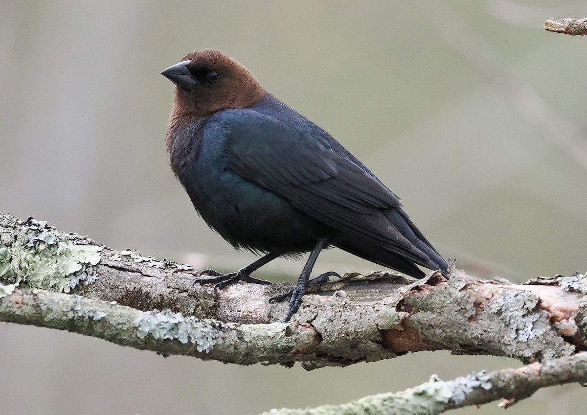 Brown-headed Cowbird - ML566591381