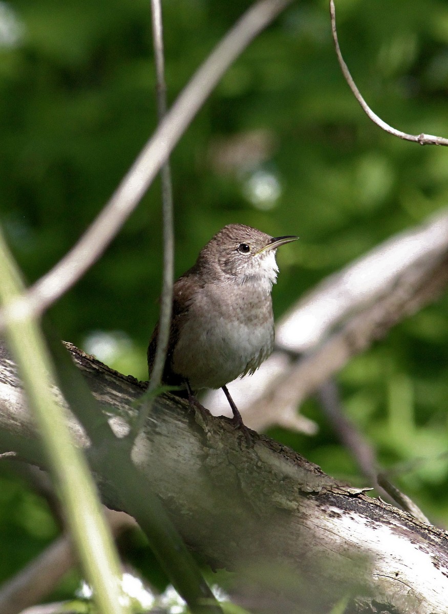 House Wren - ML56659151