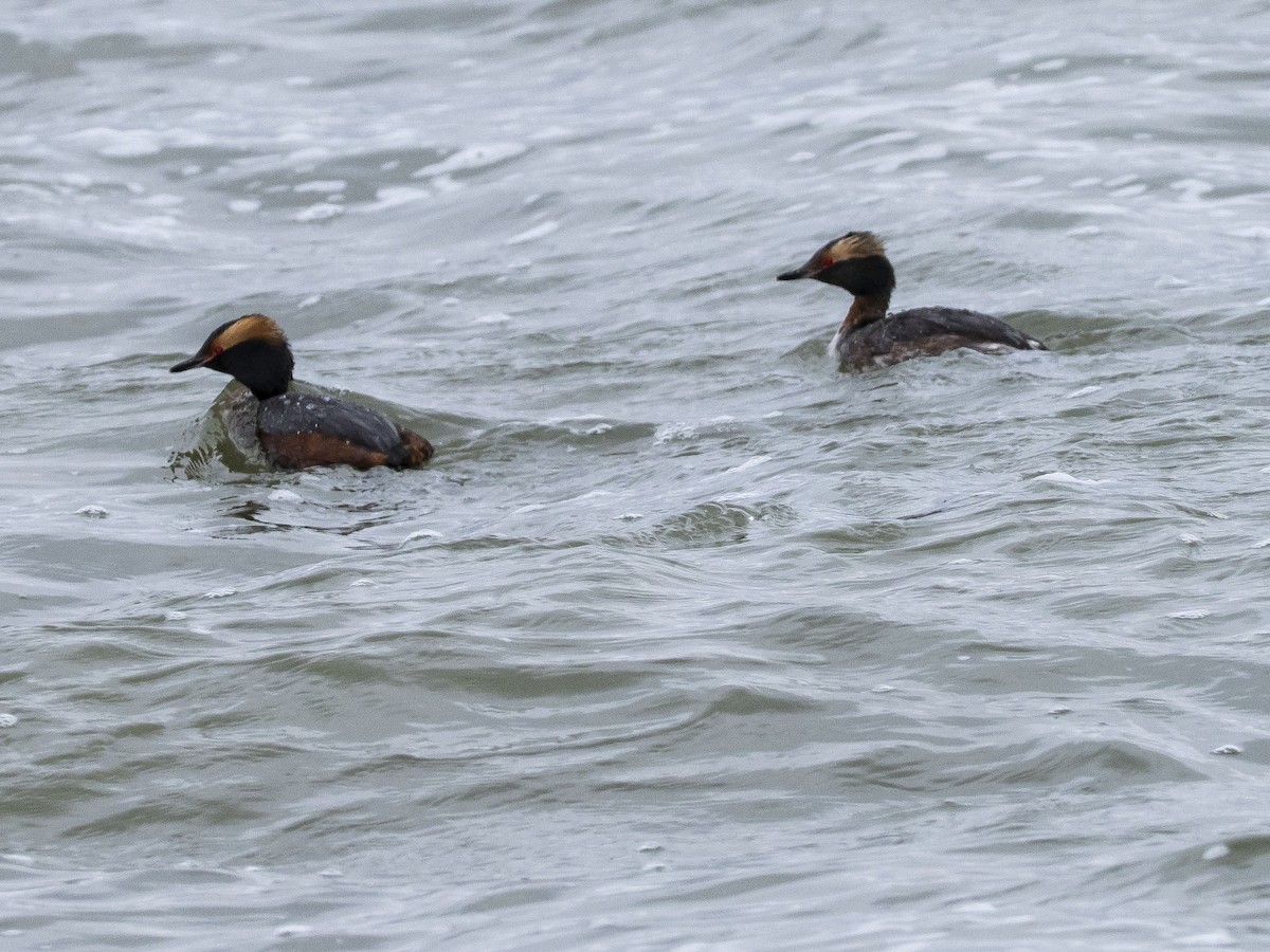 Horned Grebe - ML566591521