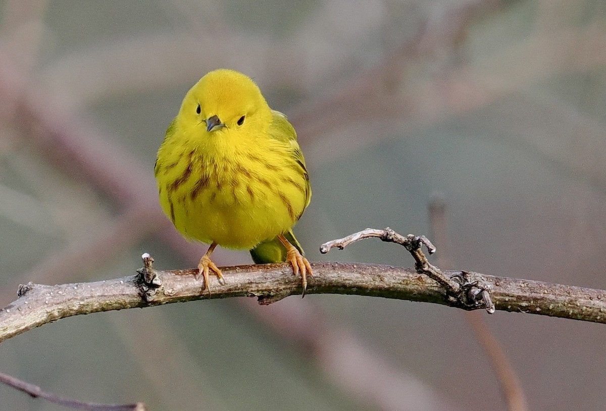 Yellow Warbler - ML566591571