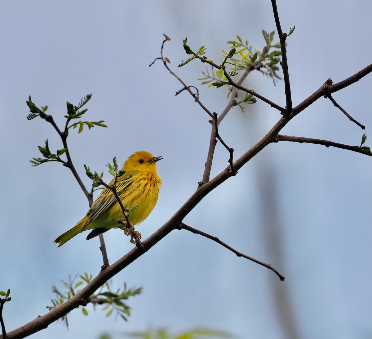 Yellow Warbler - ML566591581