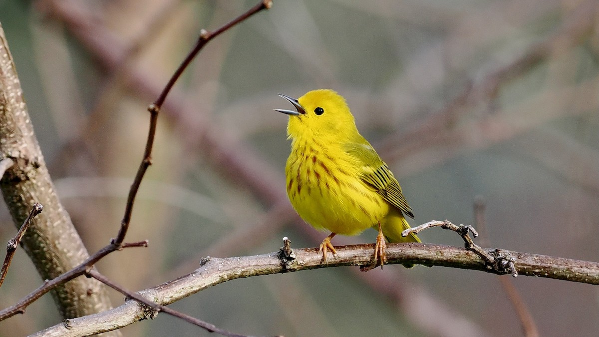 Yellow Warbler - ML566591591