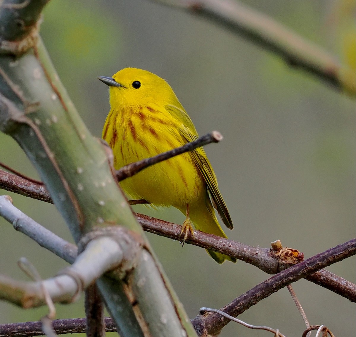 Yellow Warbler - ML566591601